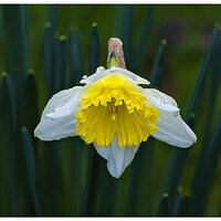 CR5m2_Daffodil030426.jpg