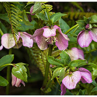CR5m2_Hellebore030426.jpg