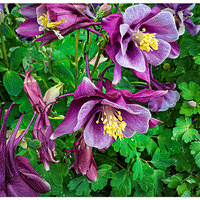 i15P_FFColumbines041626.jpg