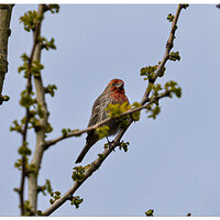 CR5m2_HouseFinch040326.jpg