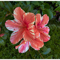 i15P_PI_FYAzalea042526.jpg