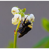 CR5m2_Bumbler042526.jpg
