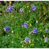 CR5m2_BlueColumbine051026.jpg
