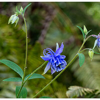 CR5m2_MFloraColumbine051026.jpg