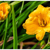 C5D4_DayLily061524.jpg