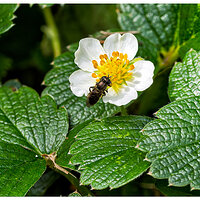 CR5m2_FBulbFly051926.jpg