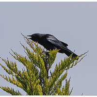 CR5m2_NeighborhoodCrier052626.jpg