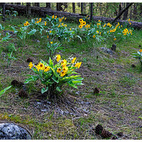 C5D4_ALBalsamRoot050319.jpg