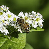 CR5m2_BuckWheatBee1092725.jpg