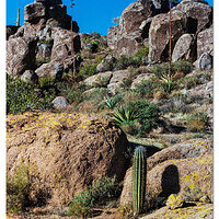 SP_SuperstitionCactiWinter70.jpg