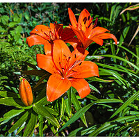 i15P_AsiaticLily061226.jpg