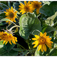 C5D4_ALBalsamrootFS050319.jpg