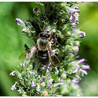 CR5m2_BeesBlooms2073026.jpg