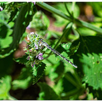 CR5m2_Damselfly2072726.jpg
