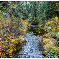 CR5M2_ForestFall102725.jpg