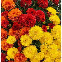 i18P_ChrysanthemumColors092126.jpg