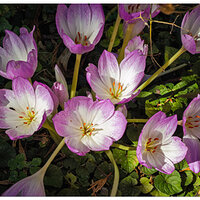 i18P_AutumnCrocus093026.jpg