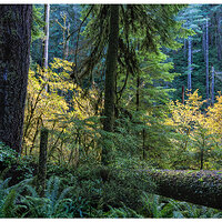 CR5m2_FallCoastalForest102725.jpg
