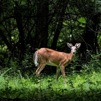Young Buck