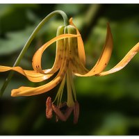 Tiger Lily