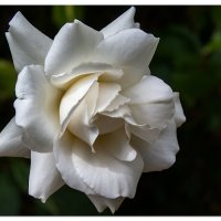 White Rose