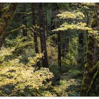 Tenmile Creek Fall