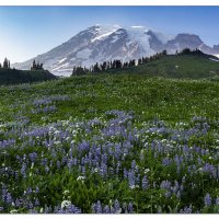 Paradise Park Lupines