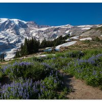 Rainier-Paradise Park Flowers