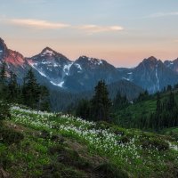 Glacier Lily Flow And The Tatoosh