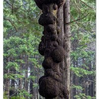 Beach 2 Burl