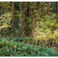Queets Rainforest