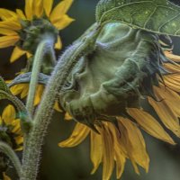 72K_4713  T1a  Broken  1000