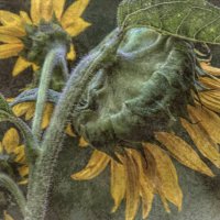 72K_4713  T1a  Mi3  1000