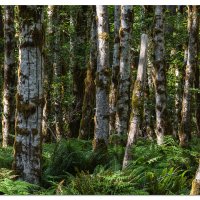 Quinault Alders