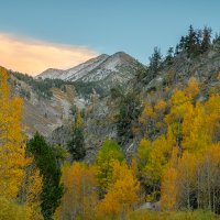 Hillside Amber Aspen