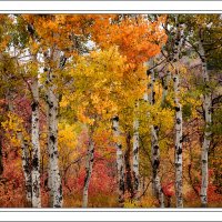 181008-9233-5DS R