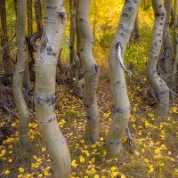 Leaves On The Dance Floor