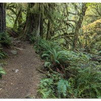 Sweet Creek Trail
