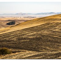 Fields of Gold