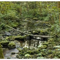 Sweet Creek Alder Grove
