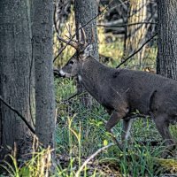 A Nice Buck