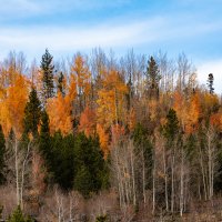 LRCC_LRCC_AutumnTrees_VC1_FW_TAP32235