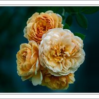 180824-7980-5DS R