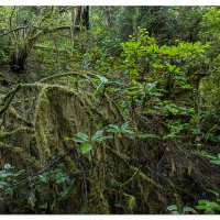 Umpqua Dune Trail