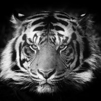 Tigress