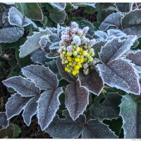 Frost Kissed