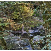 Deep in the Forest