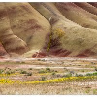 Painted Hills Flowers