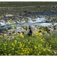 Kaweah River Rapids