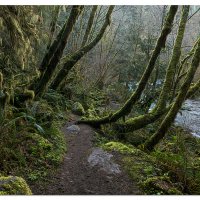 Peak Moss